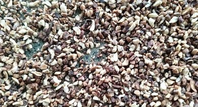 Cashew Husk