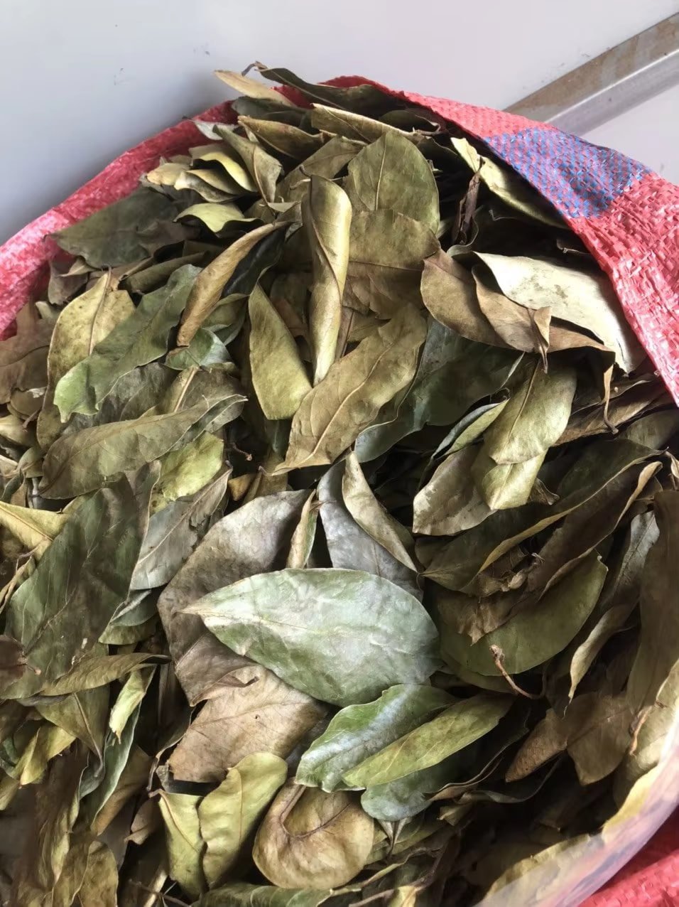 Dried soursop leaves
